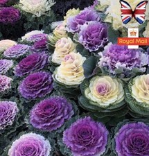 ORNAMENTAL CABBAGE KALE 50 SEEDS MIX DECORATIVE