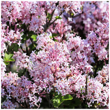 Syringa 'Miss Kim' Lilac Tree