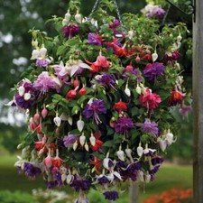 T&M Fuchsia Giant-Flowered