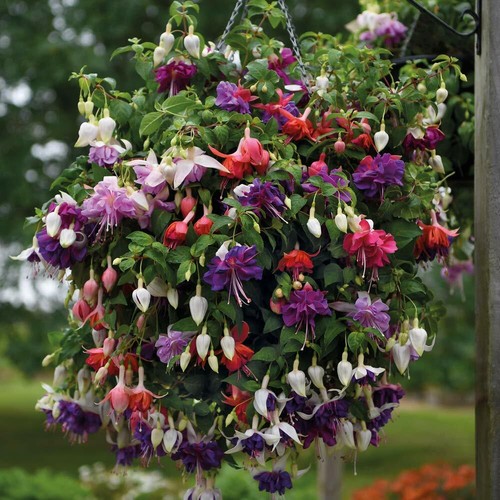 Fuchsia giant flowered - fuchsia, giant-flowered