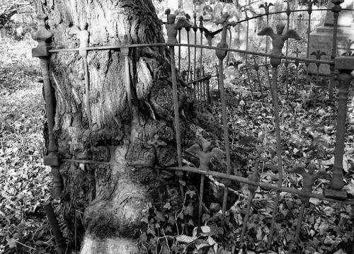 Photo 6x4 tree growing - photo,