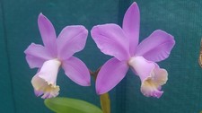 Cattleya loddigesii  Orchid