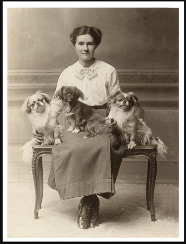 Tibetan spaniel lady - spaniel,