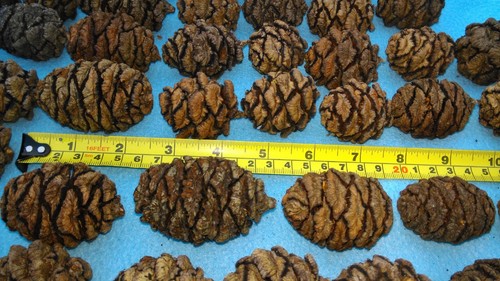 Pine cones - x,