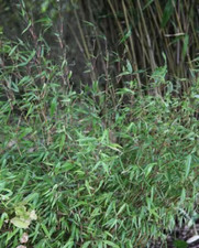 Bamboo Cane Plant Fargesia Rufa Hardy Potted Garden Outdoor 2L Pot