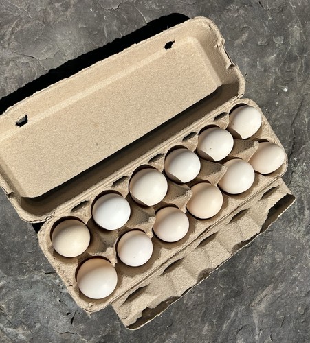 Hatching eggs fertilized - hatching,