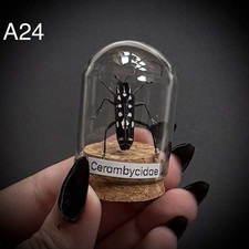 CLEARANCE  Cerambycidae in