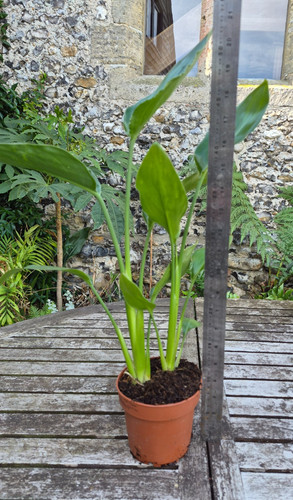Strelitzia reginae bird - bird, of
