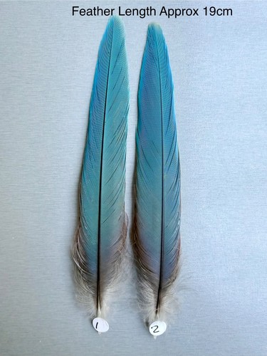 Parrot macaw feather crafts - macaw,