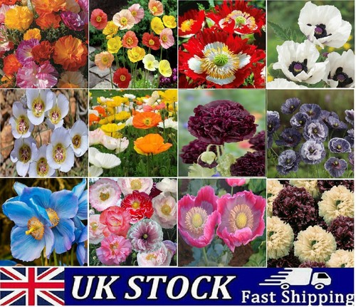 Poppy flower seeds - flower, papaver