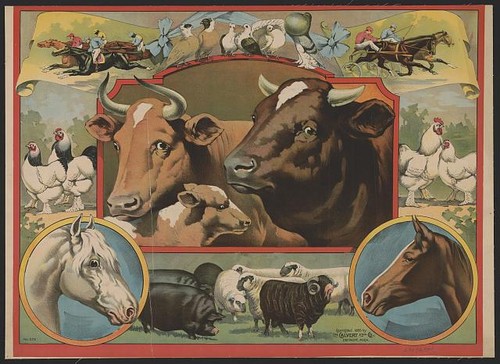 Photo 1910s cattle - photo:1910s, farm
