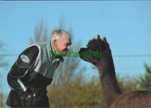Animals postcard alpaca - animals,