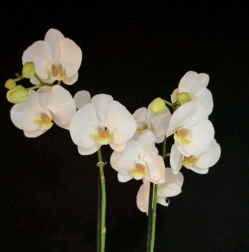 Phalaenopsis white flowers - phalaenopsis, white.