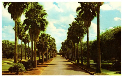 Postcard palm trees - postcard,