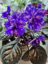 African Violet Standard