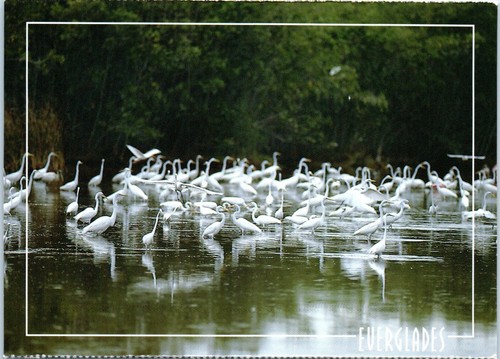 Wildlife mrazek pond - wildlife,