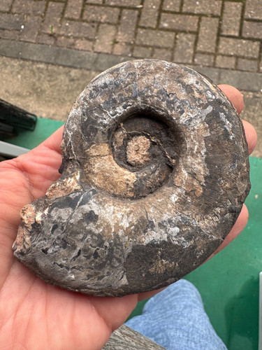 Ready prep large ammonite - to,