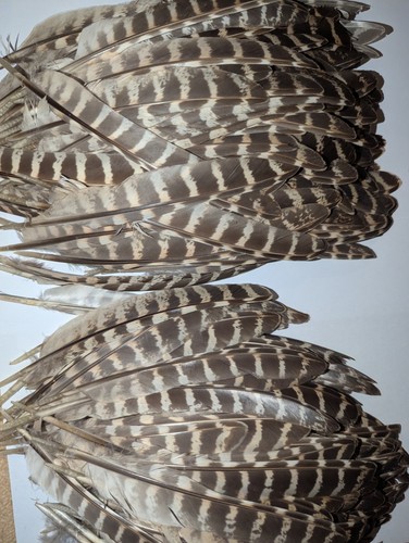 Hen pheasant quill wing - pheasant,