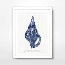 SEA SHELL ILLUSTRATION SEASIDE