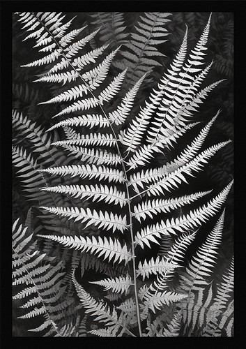 Fern fronds art beautiful - fern,