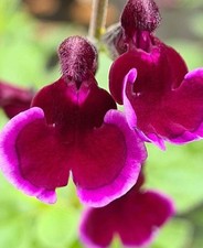 3X SALVIA BLACKBERRY RIPPLE