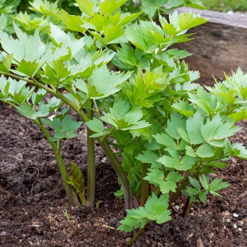 Lovage leustean lubczyk hp - leustean,,