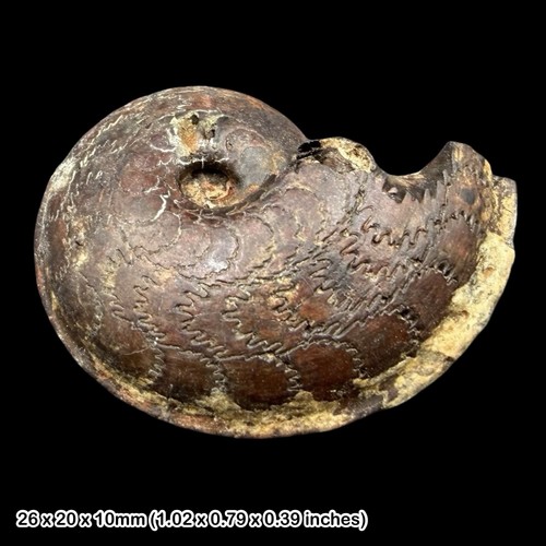 Oxynoticeras telemachi