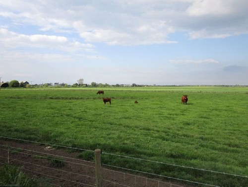 Photo 6x4 grazing - 6x4, land