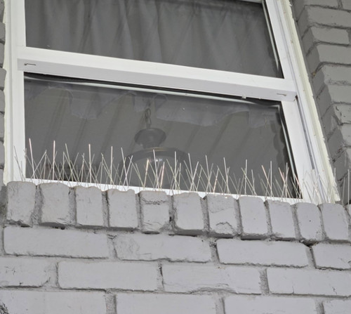 40m pigeon bird spikes - pigeon,