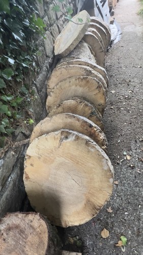 Massive driftwood ash log - massive,