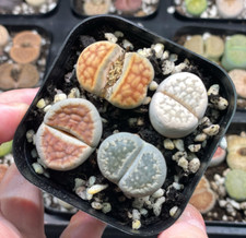 4pcs Lithops Living Stones Plants, Colourful Lithops - Random Colour