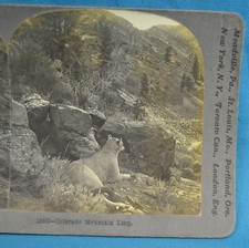 1900s Stereoview Photo