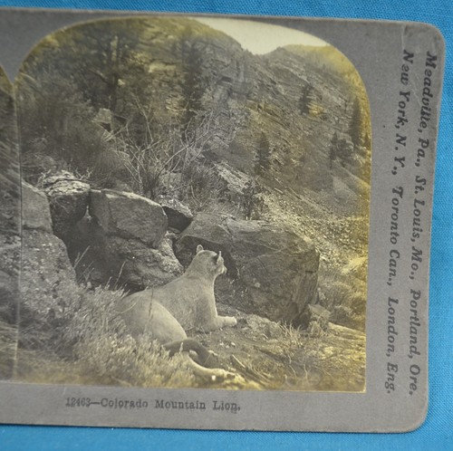1900s stereoview photo - 1900s,