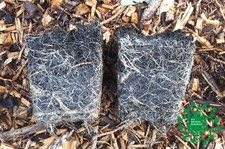 Northern Brewer Hop Plant- 9cm pots - all female - Single Plants-Plant Passports