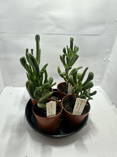 Gollom jade plant crassula - (,