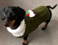 Miniature Dachshund Jumper -