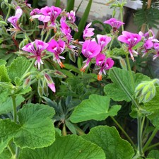 Pelargonium 'Papilionaceum'