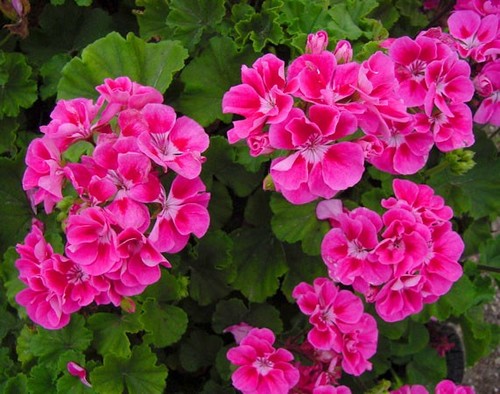 Established adult plant - established,