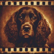 Field Spaniel Puppy Dog Echoes