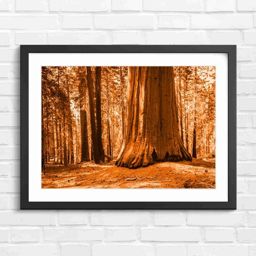 Massive redwood tree - tree, trunk