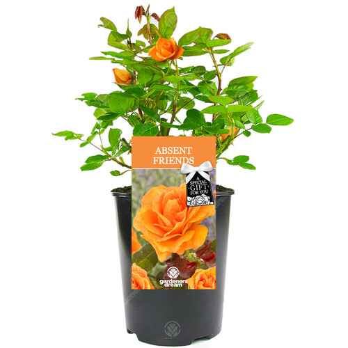 Absent friend rose - friend,