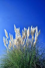 Grass - Pampass Grass - Pink Feather - Cortaderia selloana - 100 Seeds