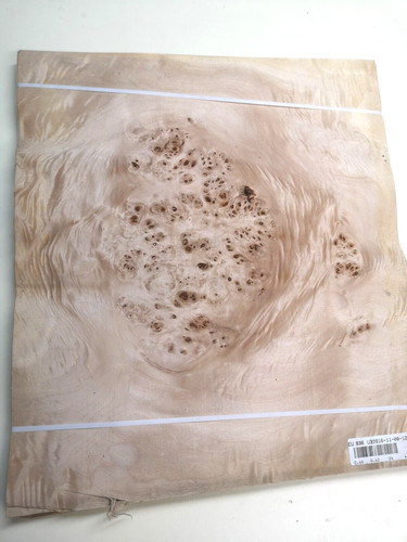 Poplar mapa burl burr - burl, veneer