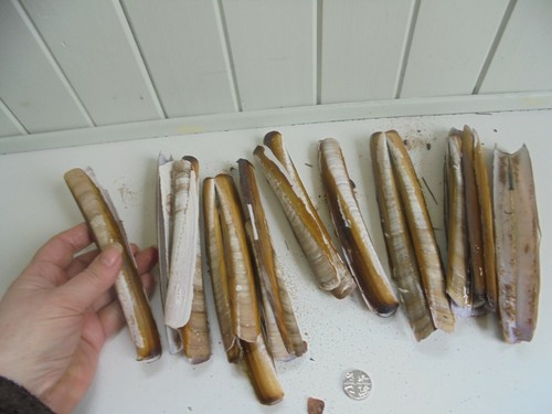 Collection of natural - r/s1),