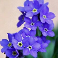 1000 seeds FORGET ME NOT INDIGO BLUE+FREE REUSABLE PLANT LABEL