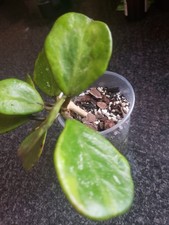 Hoya Obovata Amelia whole