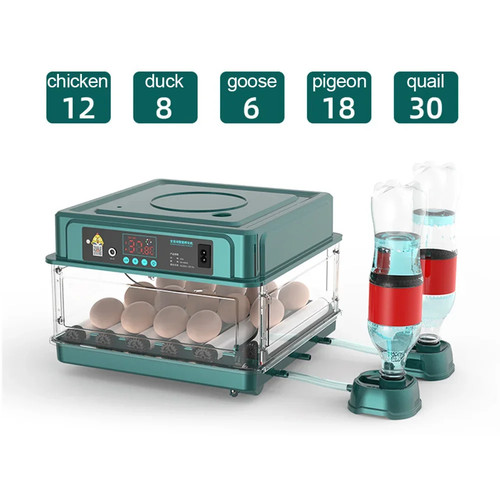 Eggs digital incubator - eggs,