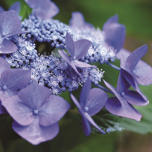 Hydrangea teller blue large - teller,
