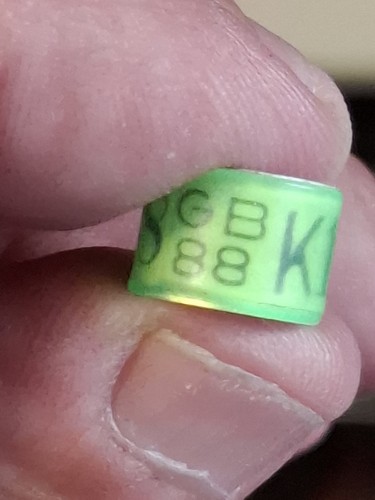 Pigeon ring 88 k - gb,