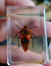 Real shield Bug Insect